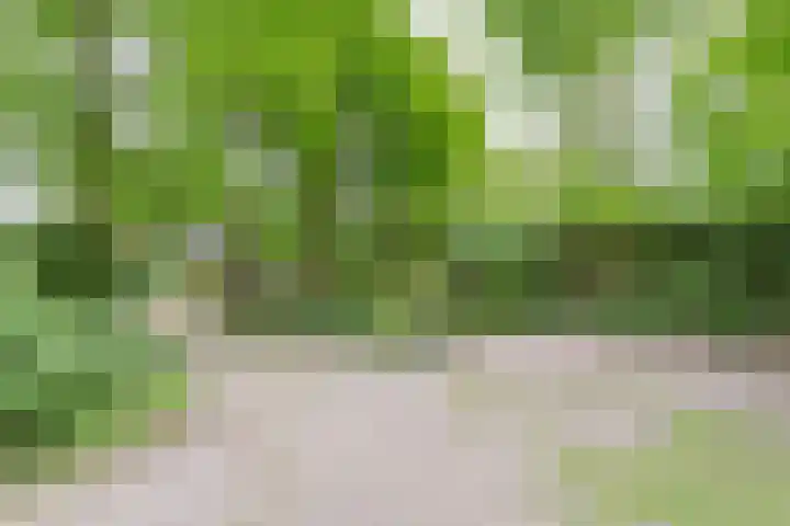 Den Ham 22 Boskoop thumbnail 37