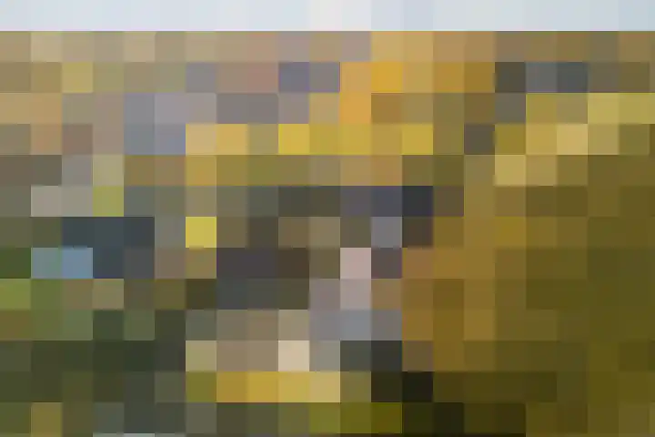 den Herd 2 Reusel thumbnail 69