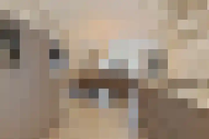 Den Herd 29 Geffen thumbnail 9