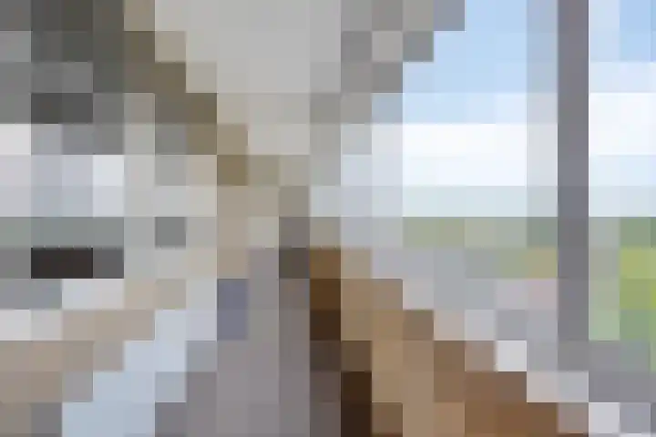 Den Heuvel 214 Velp thumbnail 27