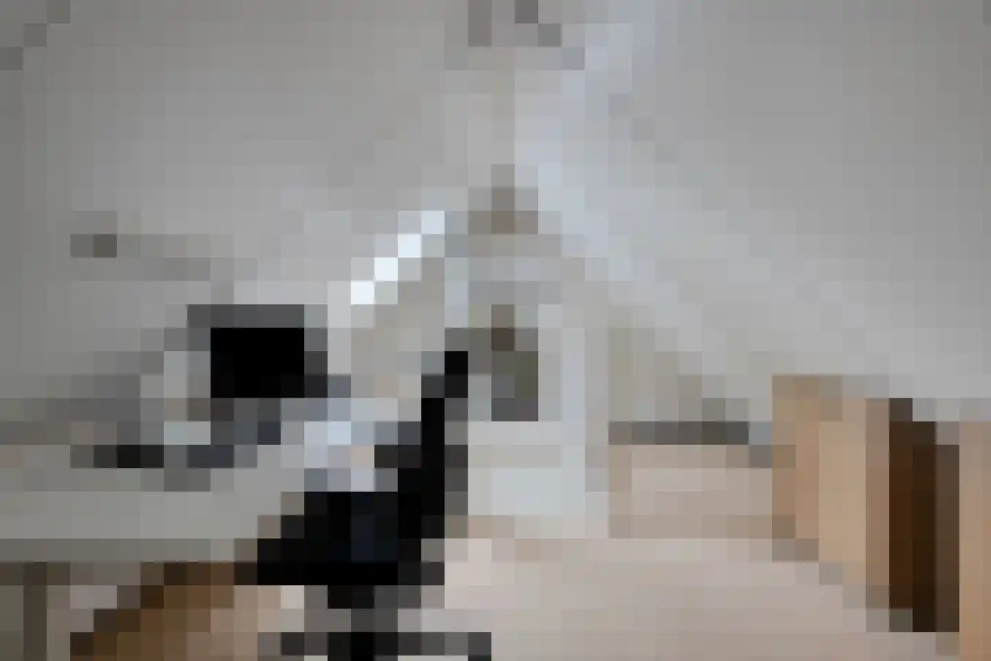 Den Heymit 12 Haren thumbnail 33