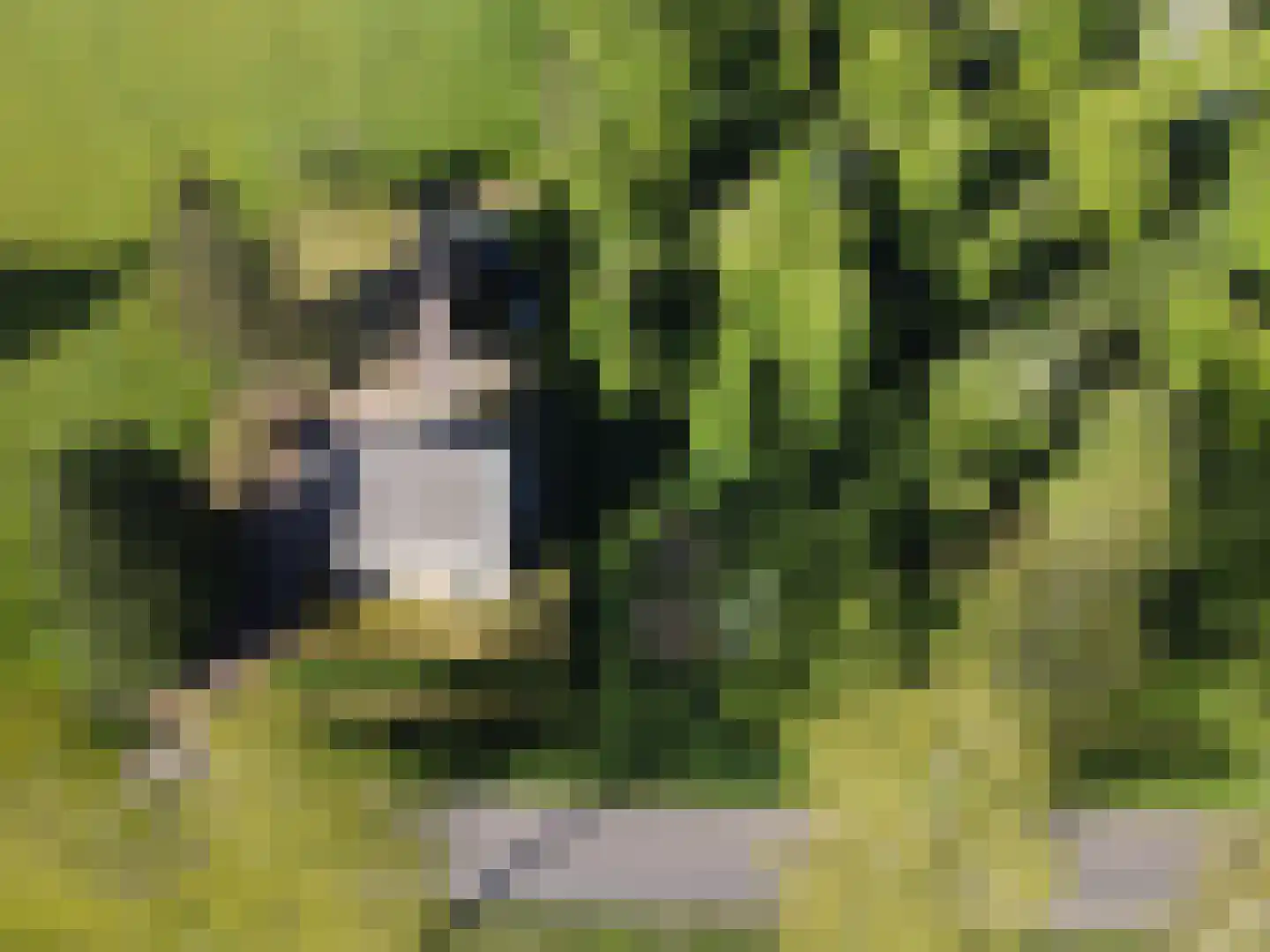 den Houw 1 Lieshout thumbnail 31