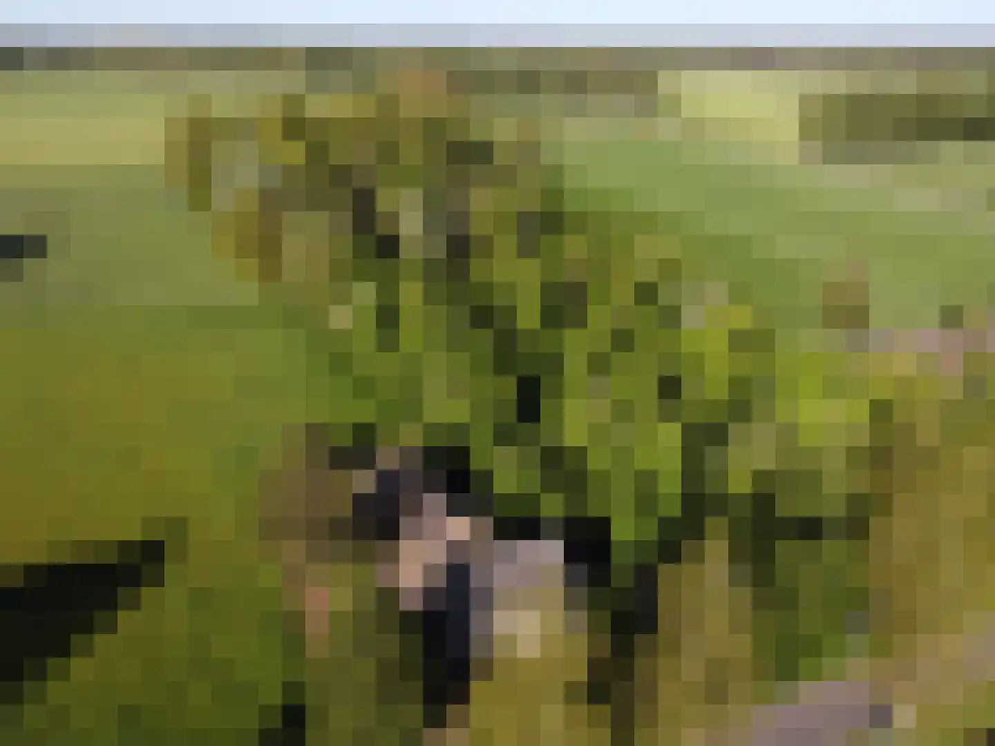 den Houw 1 Lieshout thumbnail 33