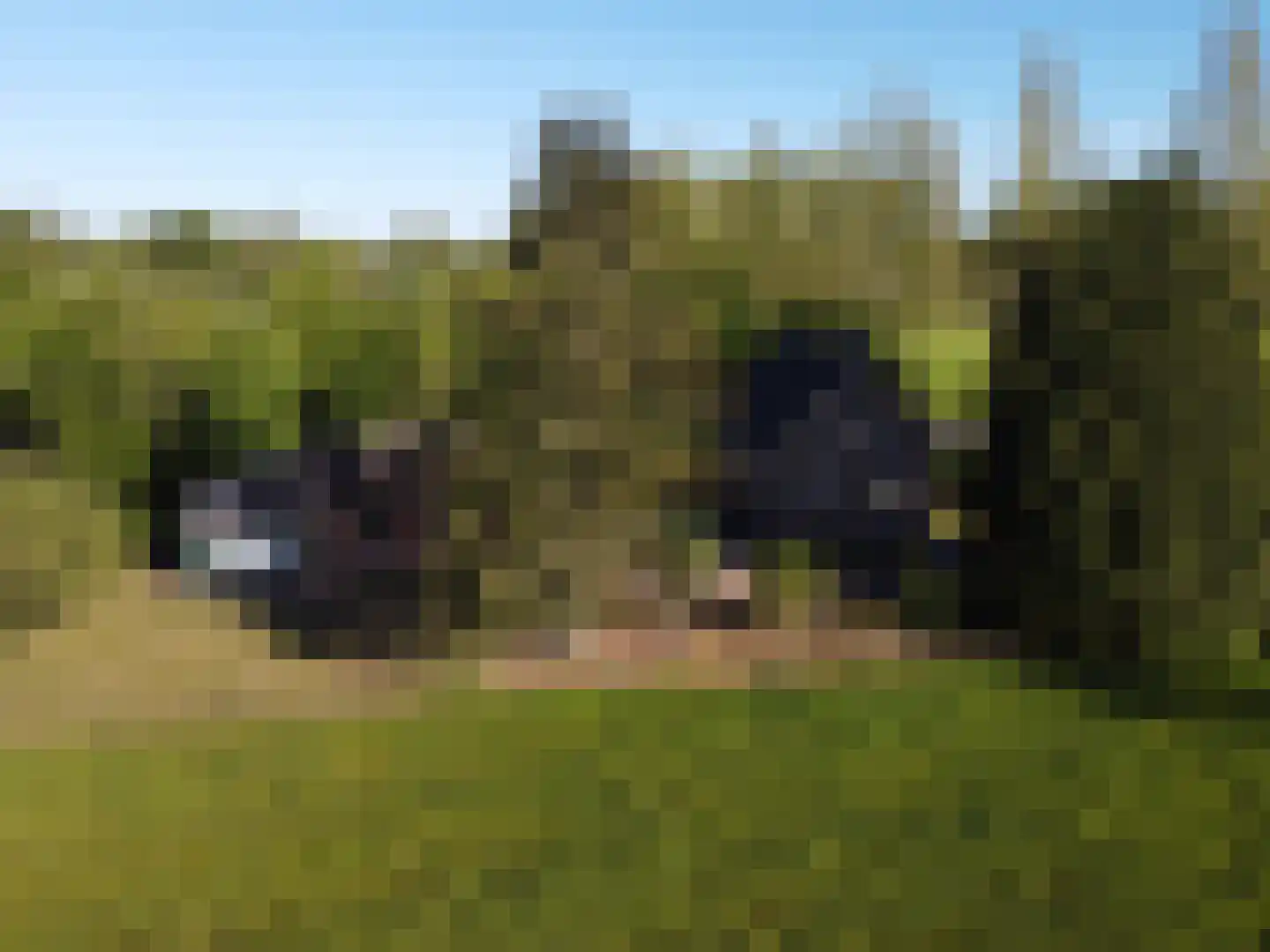 den Houw 1 Lieshout thumbnail 34