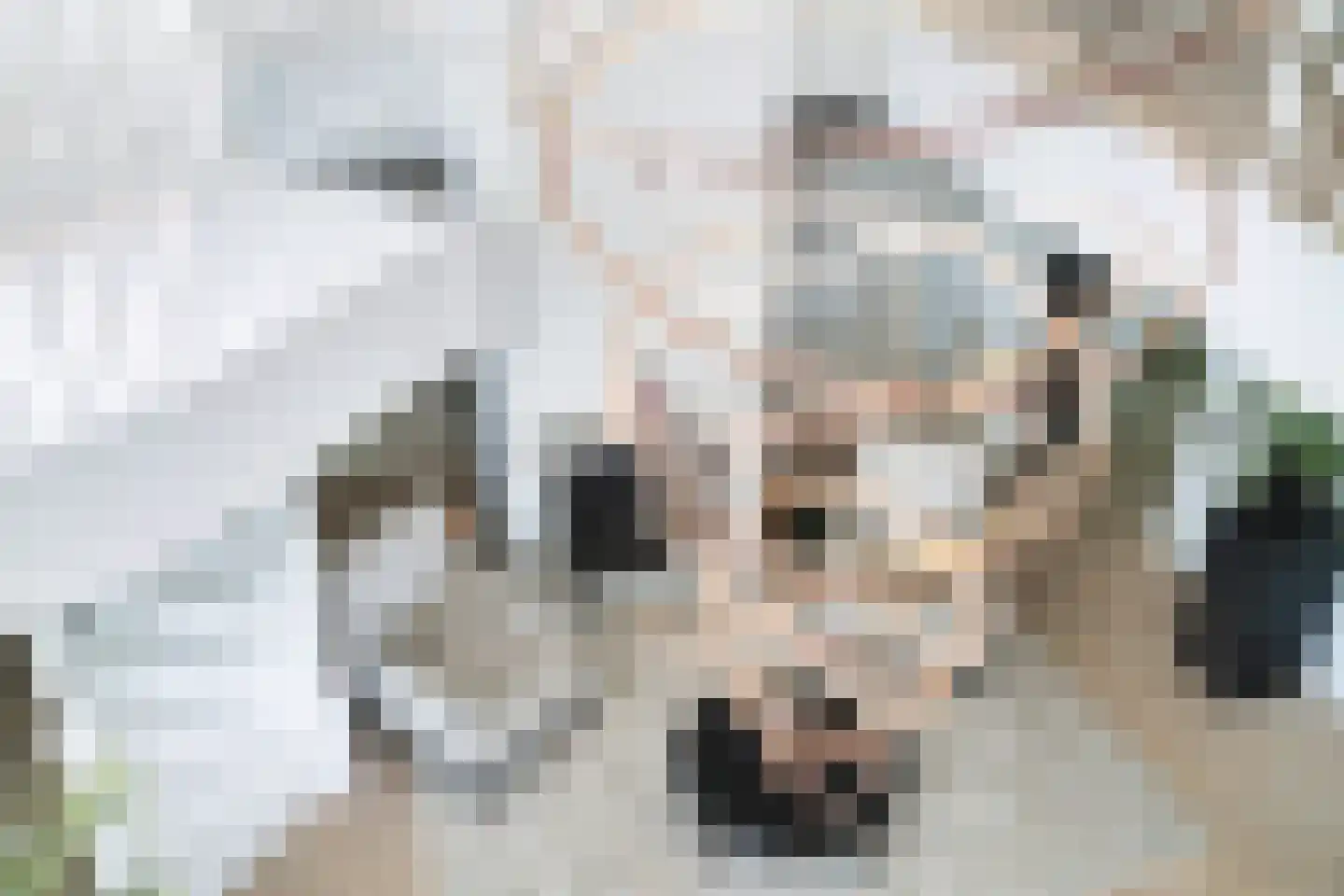Den Ilp 1 Den Ilp thumbnail 15