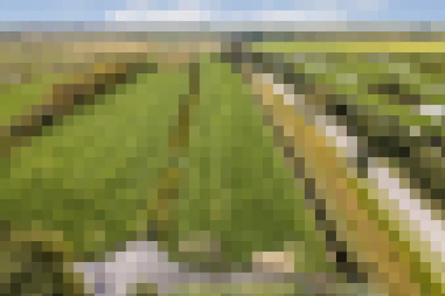 Den Ilp 201 Den Ilp thumbnail 60