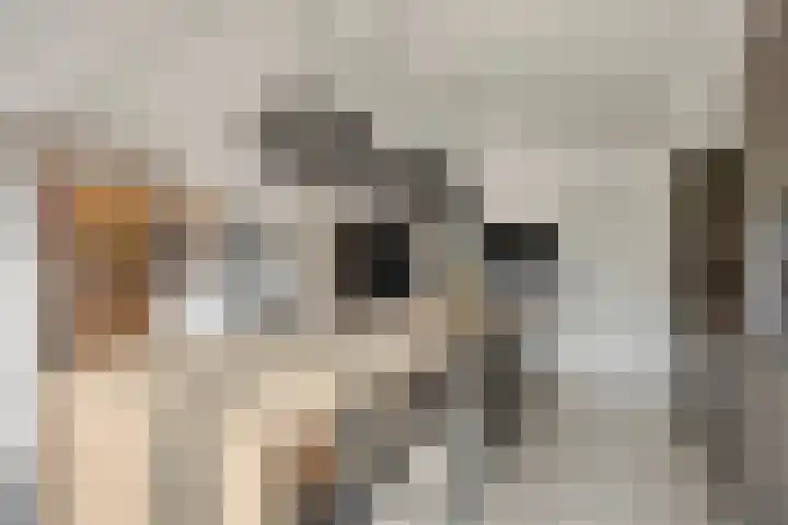 den Joris 2 Mierlo thumbnail 14