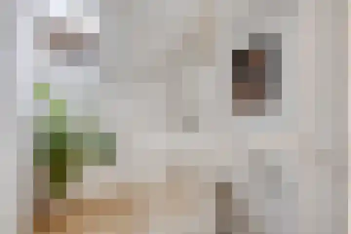den Joris 2 Mierlo thumbnail 23