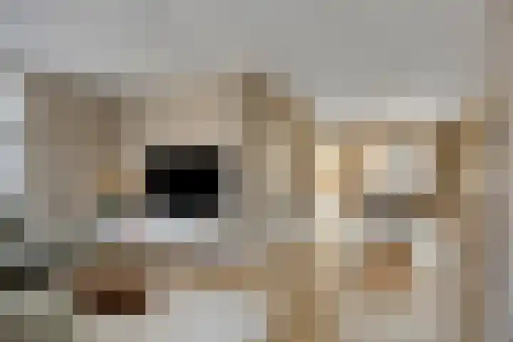 den Joris 2 Mierlo thumbnail 6