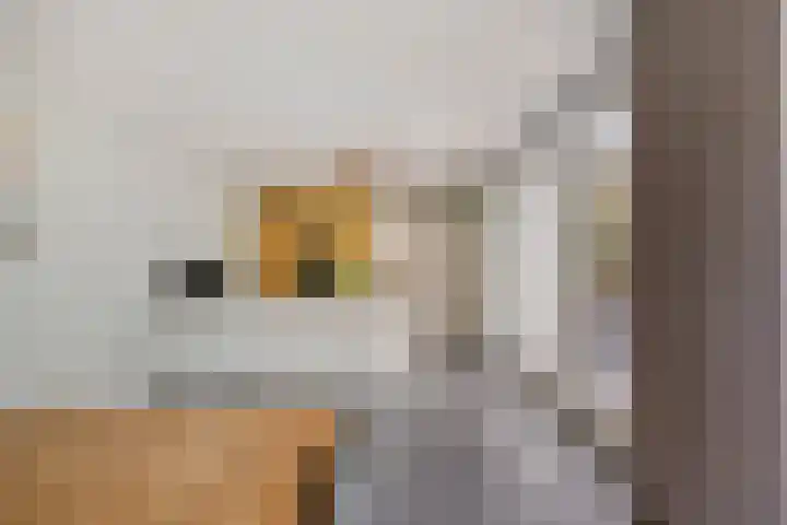 Den Ong 5 Ravenstein thumbnail 16