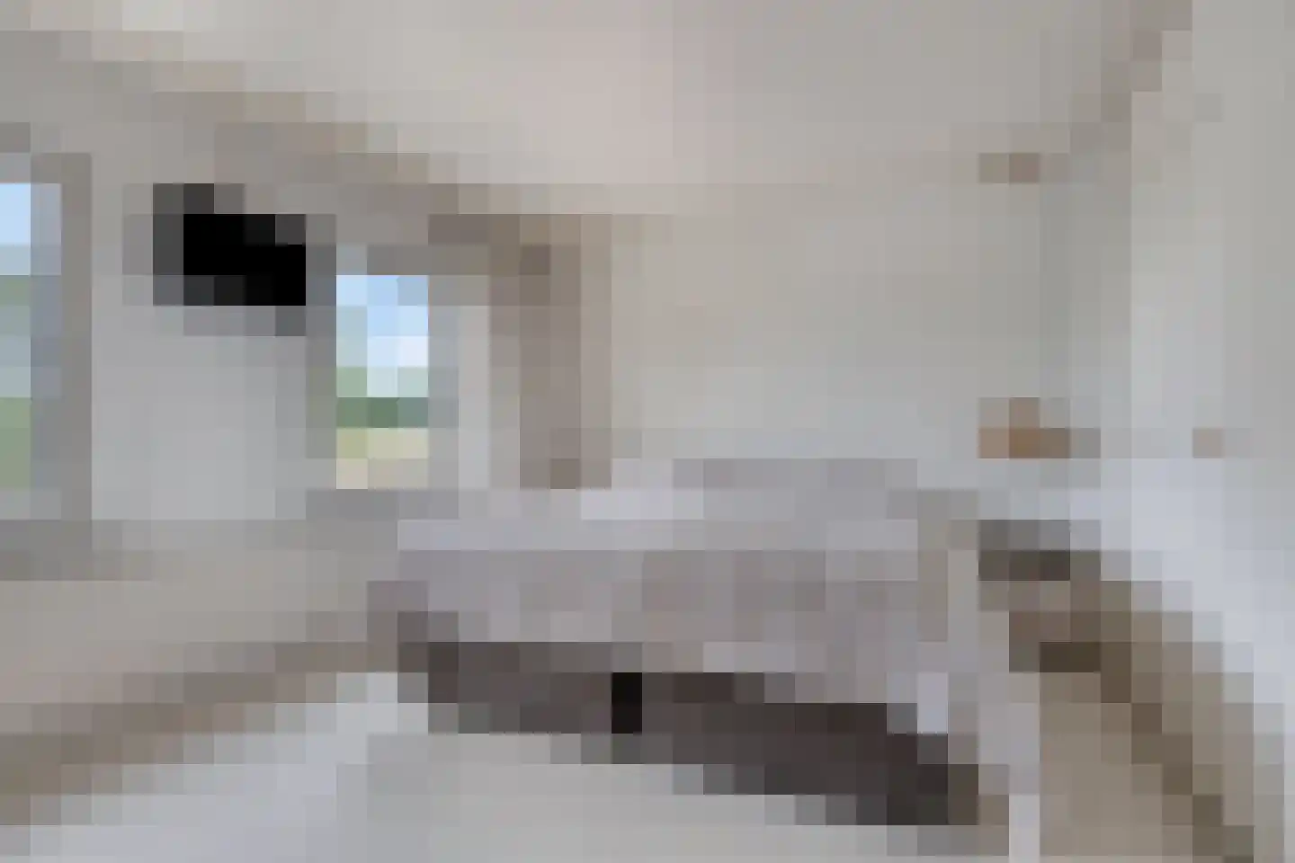 den Urling 20 Sambeek thumbnail 16