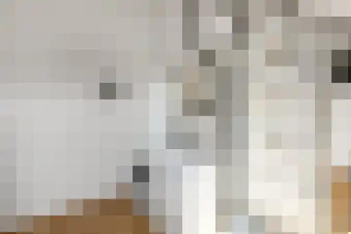 Denarius 35 Elst thumbnail 49