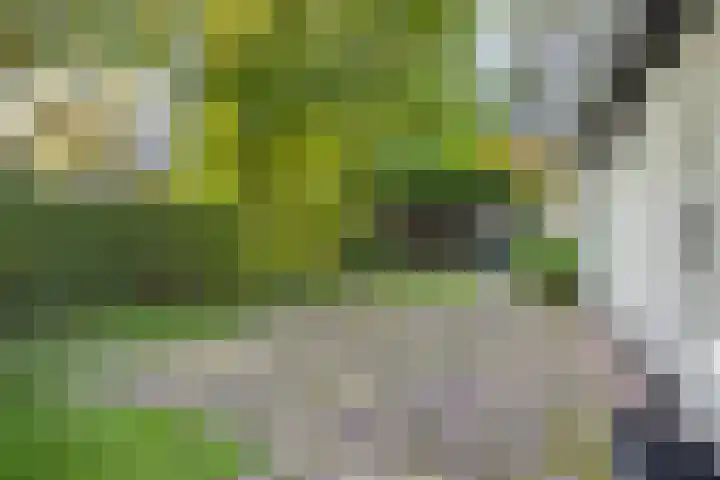 Denekamperstraat 62 Ootmarsum thumbnail 5