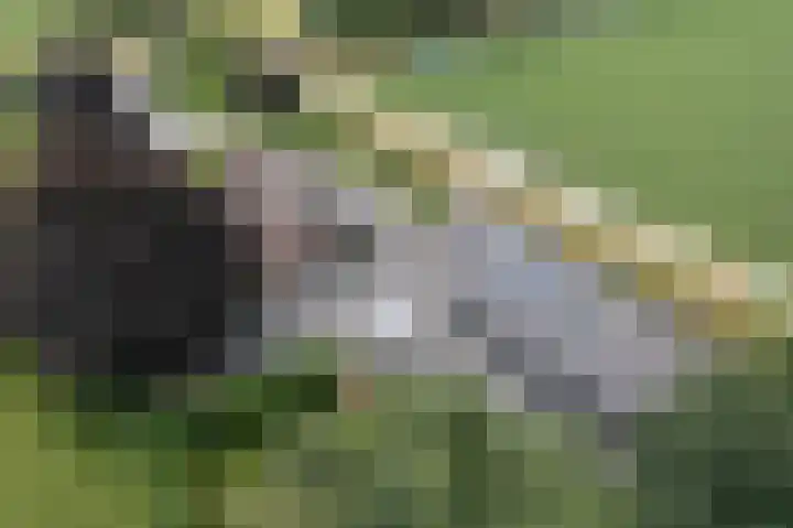 Denekamperweg 125 Vasse thumbnail 26