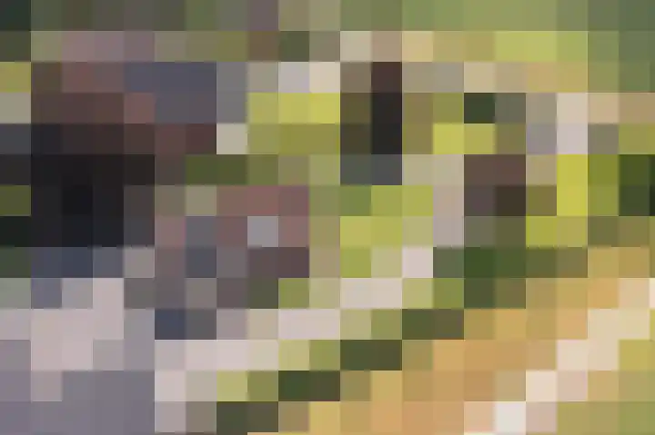 Denekamperweg 125 Vasse thumbnail 27
