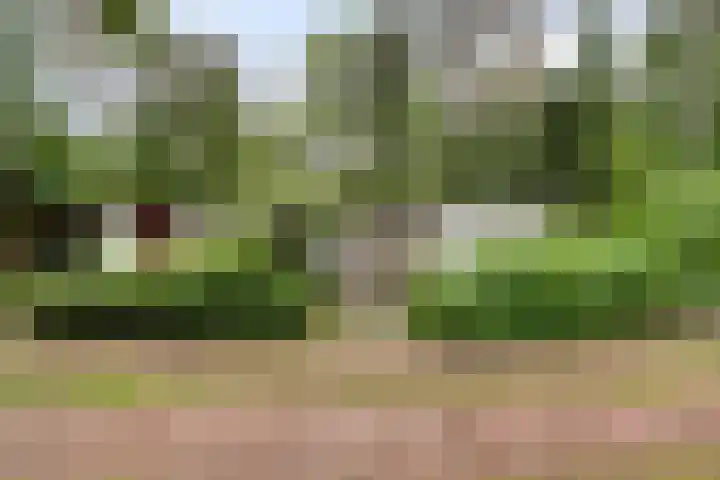 Dennekamp 4 Alteveer thumbnail 10