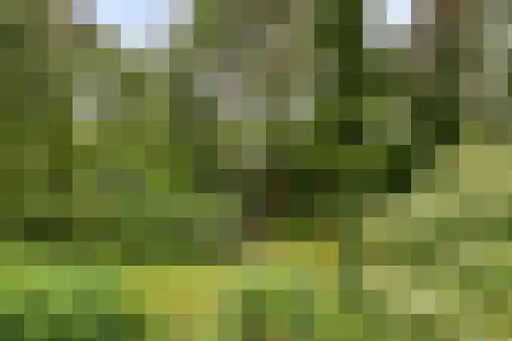 Dennekamp 4 Alteveer thumbnail 36