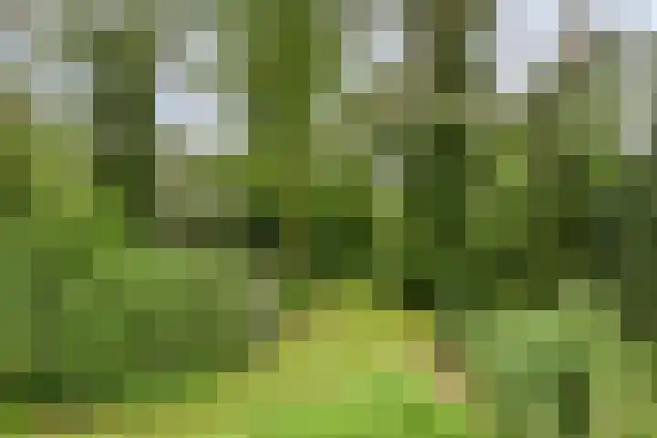 Dennekamp 4 Alteveer thumbnail 37