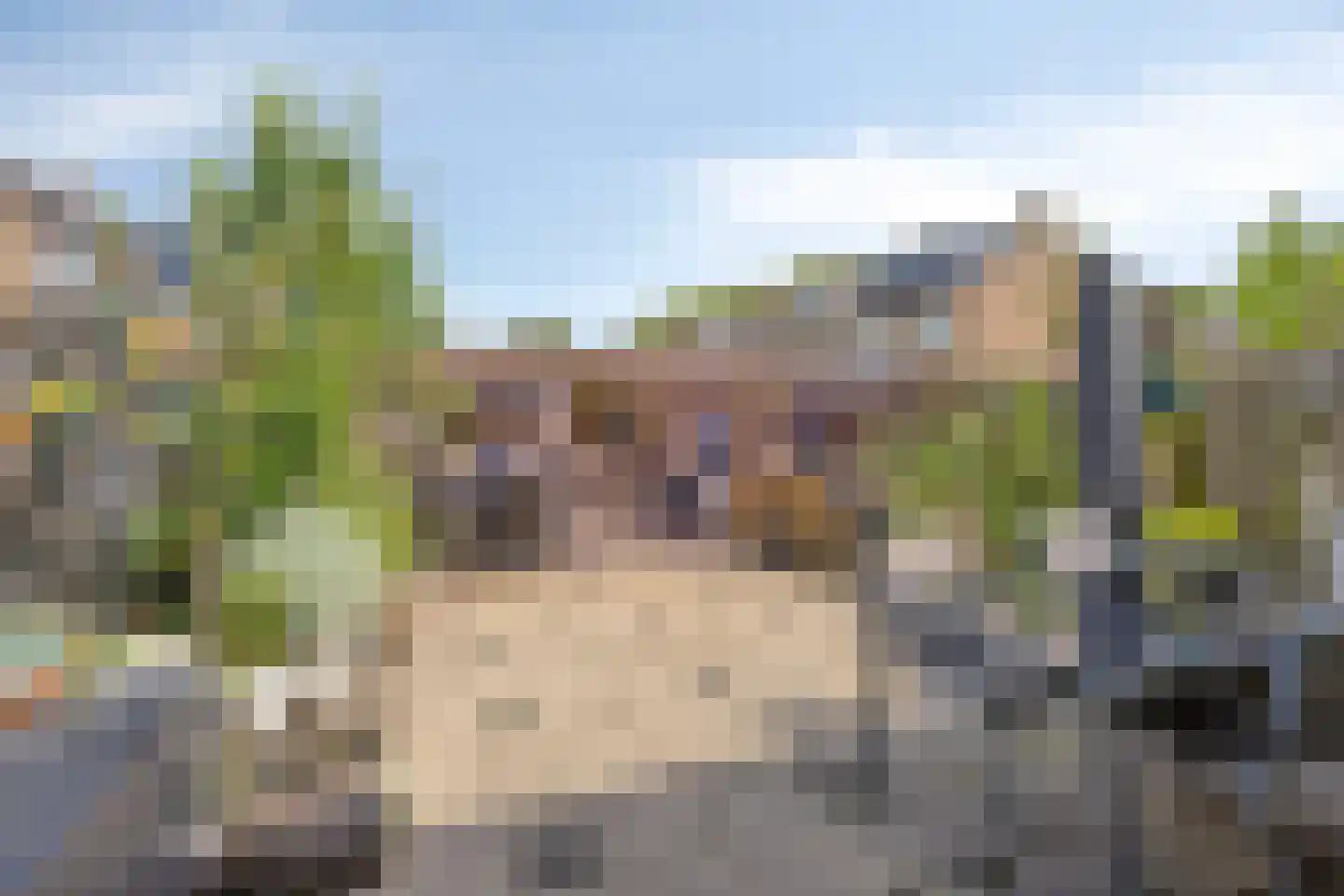 Dennekruid 188 Rotterdam thumbnail 30