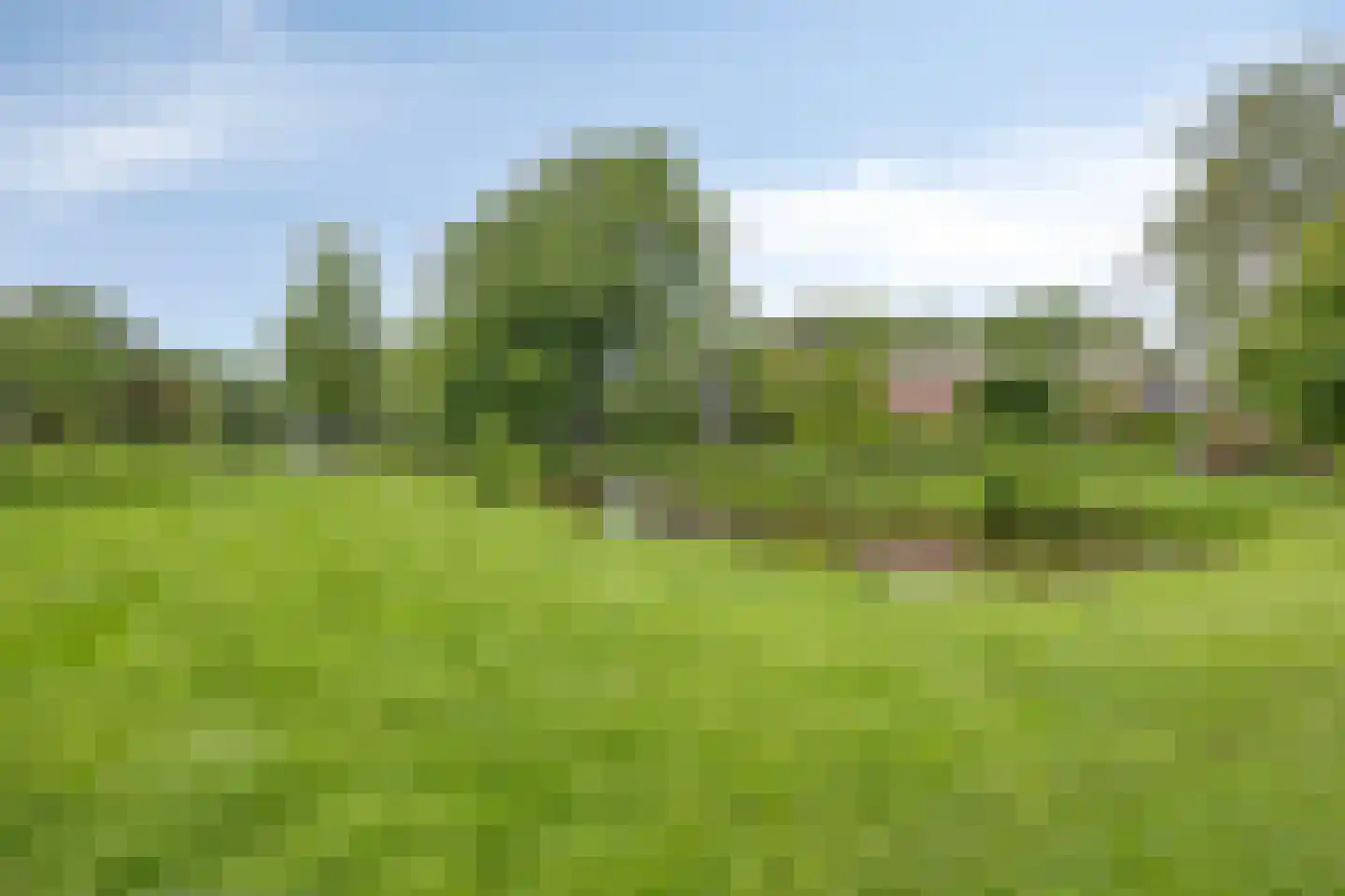 Dennekruid 188 Rotterdam thumbnail 39
