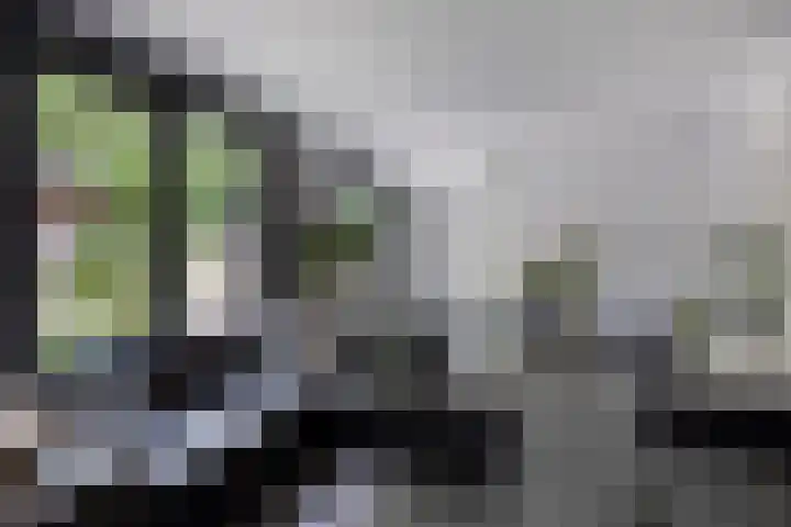 Dennekruid 70 Rotterdam thumbnail 13