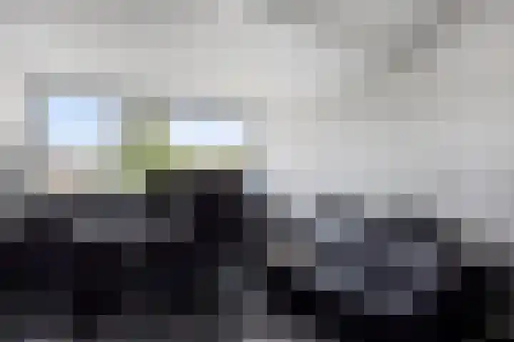 Dennekruid 70 Rotterdam thumbnail 34