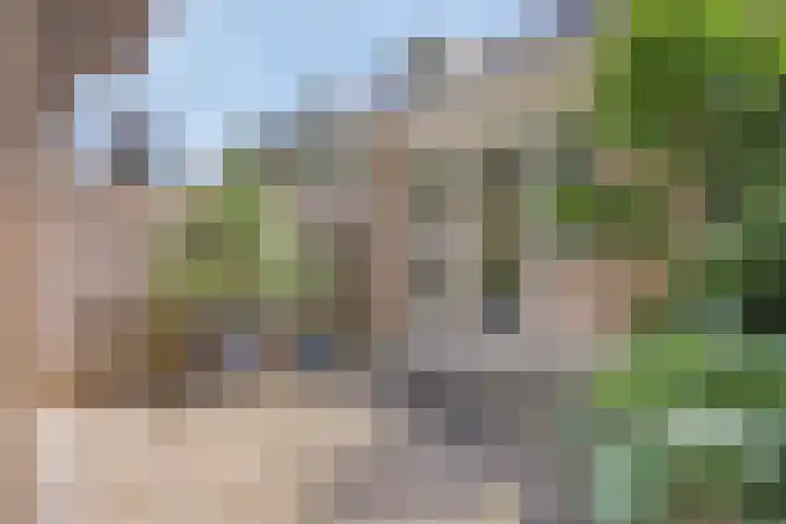Dennekruid 70 Rotterdam thumbnail 36