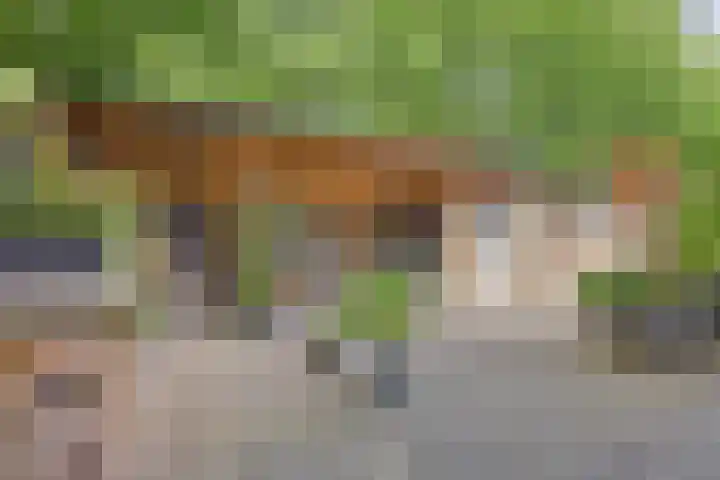 Dennekruid 70 Rotterdam thumbnail 37