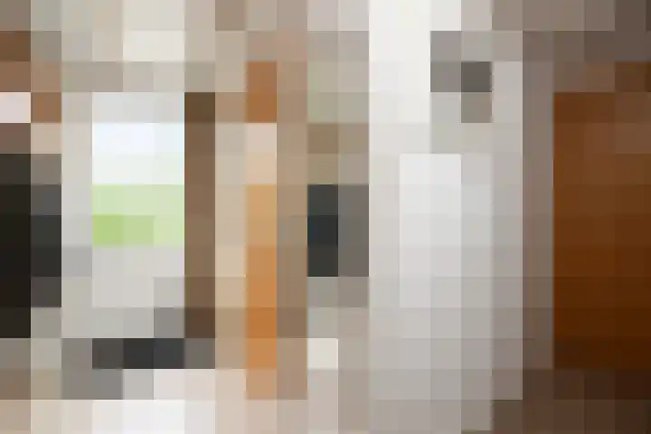 Dennendreef 5 252 Boxtel thumbnail 17