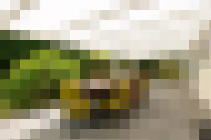 Dennendreef 5 266 Boxtel thumbnail 12