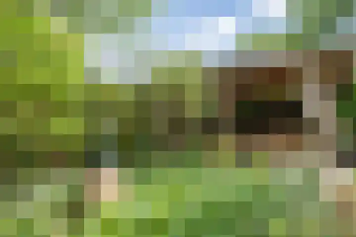 Dennendreef 5 266 Boxtel thumbnail 8