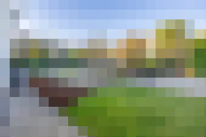 Dennenhei 26 Best thumbnail 39