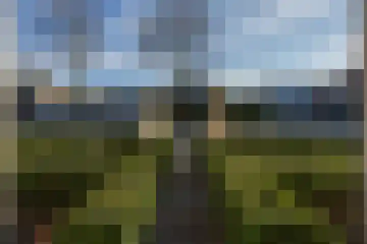 Dennenhei 26 Best thumbnail 5