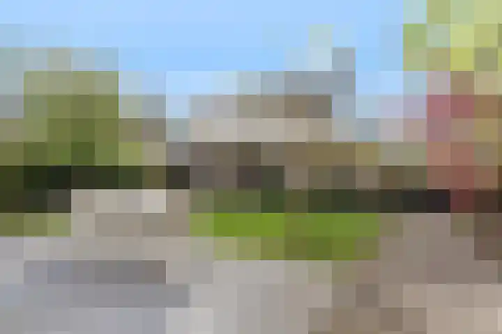 Dennenhei 35 Best thumbnail 44