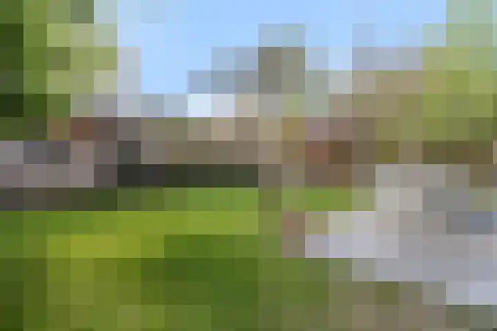 Dennenhei 35 Best thumbnail 47