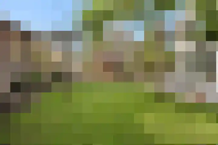 Dennenhei 35 Best thumbnail 5