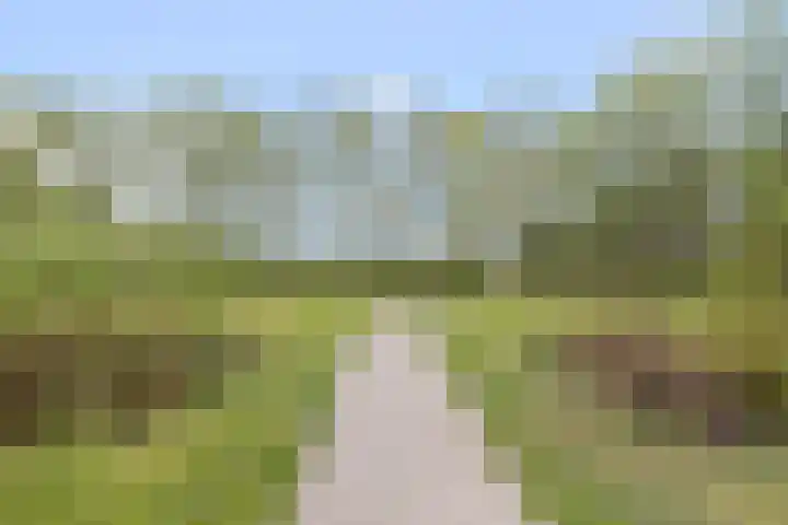 Dennenhei 35 Best thumbnail 50