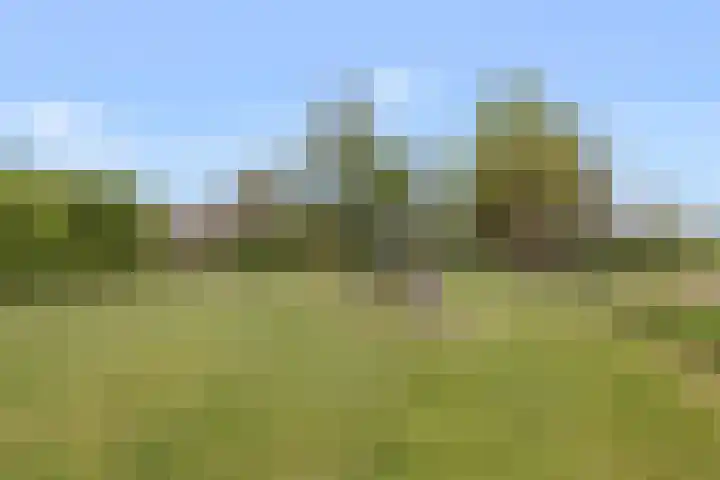Dennenhei 35 Best thumbnail 51