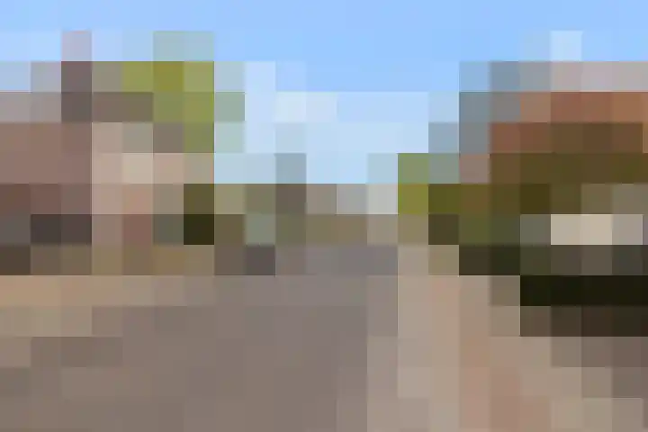 Dennenhei 35 Best thumbnail 52