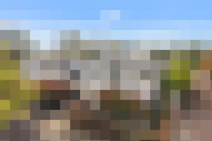 Dennenhei 35 Best thumbnail 7