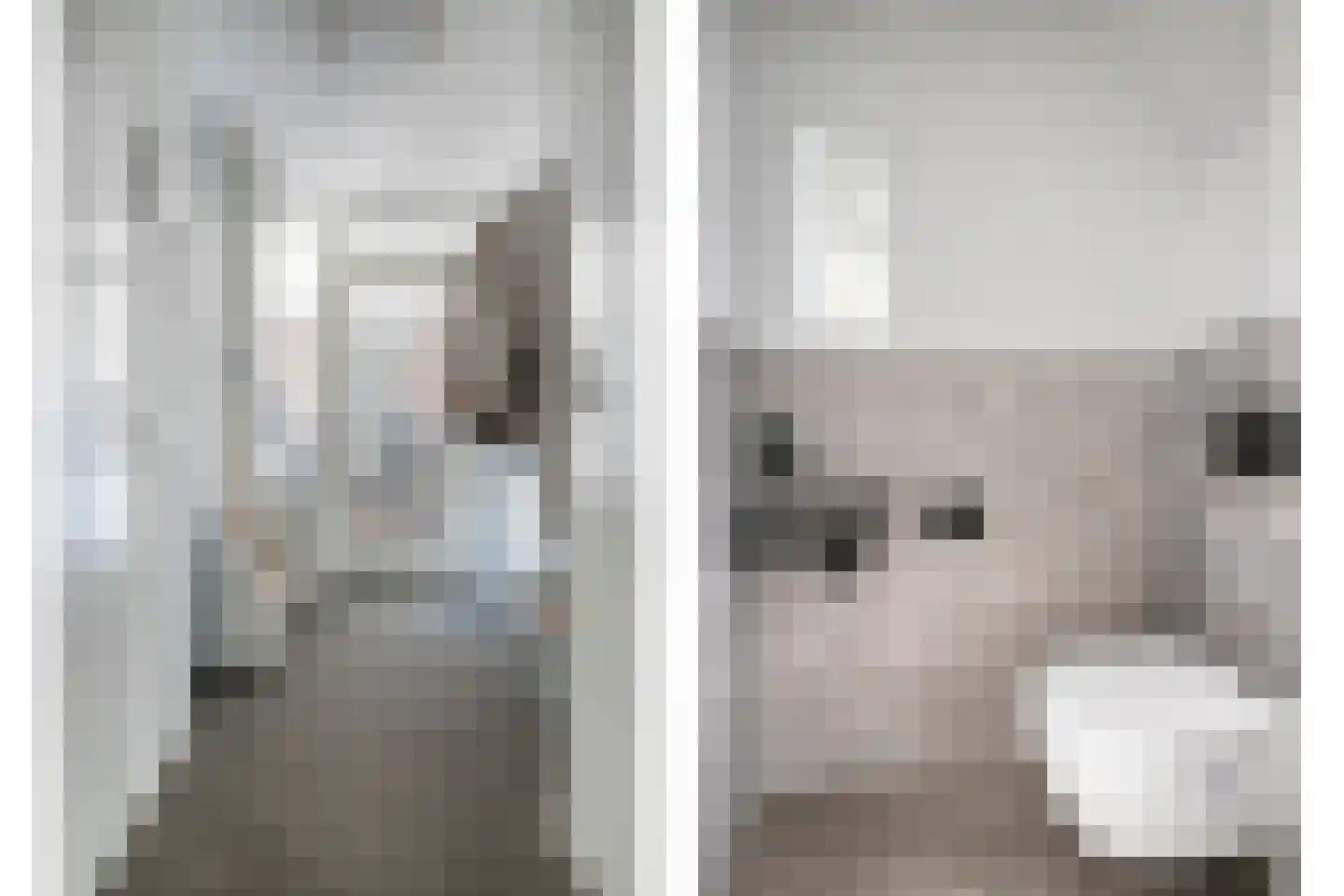 Dennenhei 40 Best thumbnail 15
