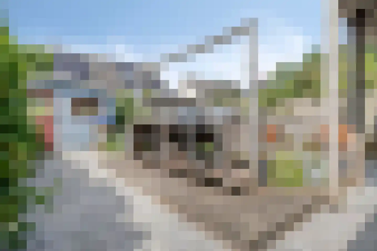 Dennenhei 40 Best thumbnail 33
