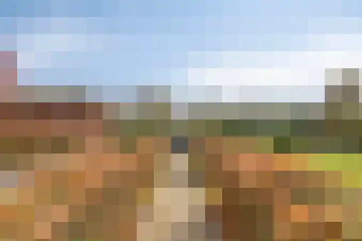 Dennenhei 41 Best thumbnail 46