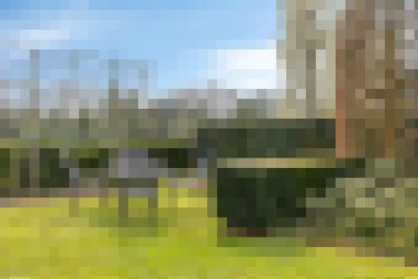 Dennenhei 41 Best thumbnail 48