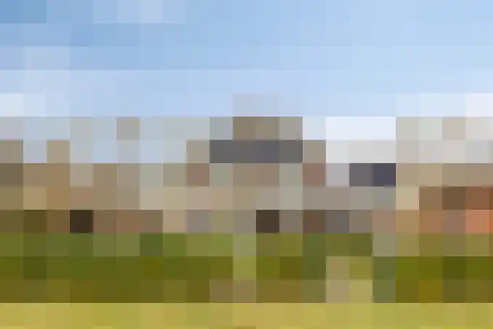 Dennenhei 41 Best thumbnail 52