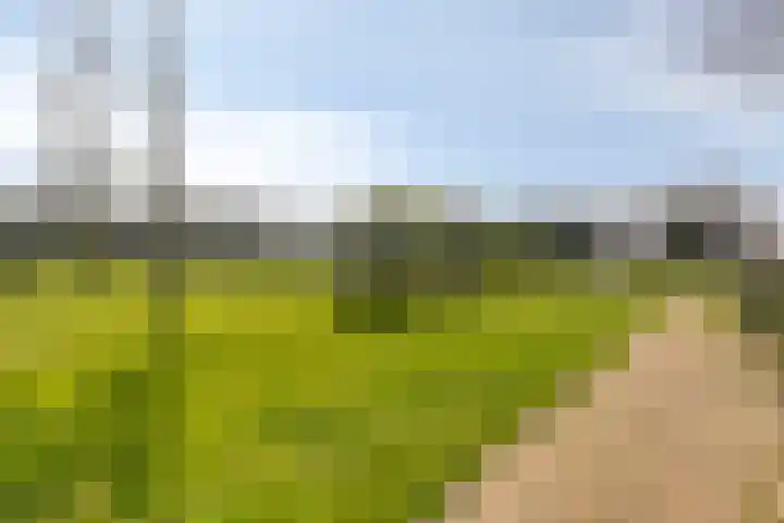 Dennenhei 41 Best thumbnail 54