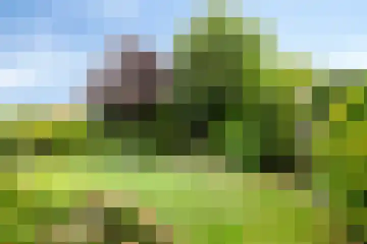 Dennenhof 55 Made thumbnail 31