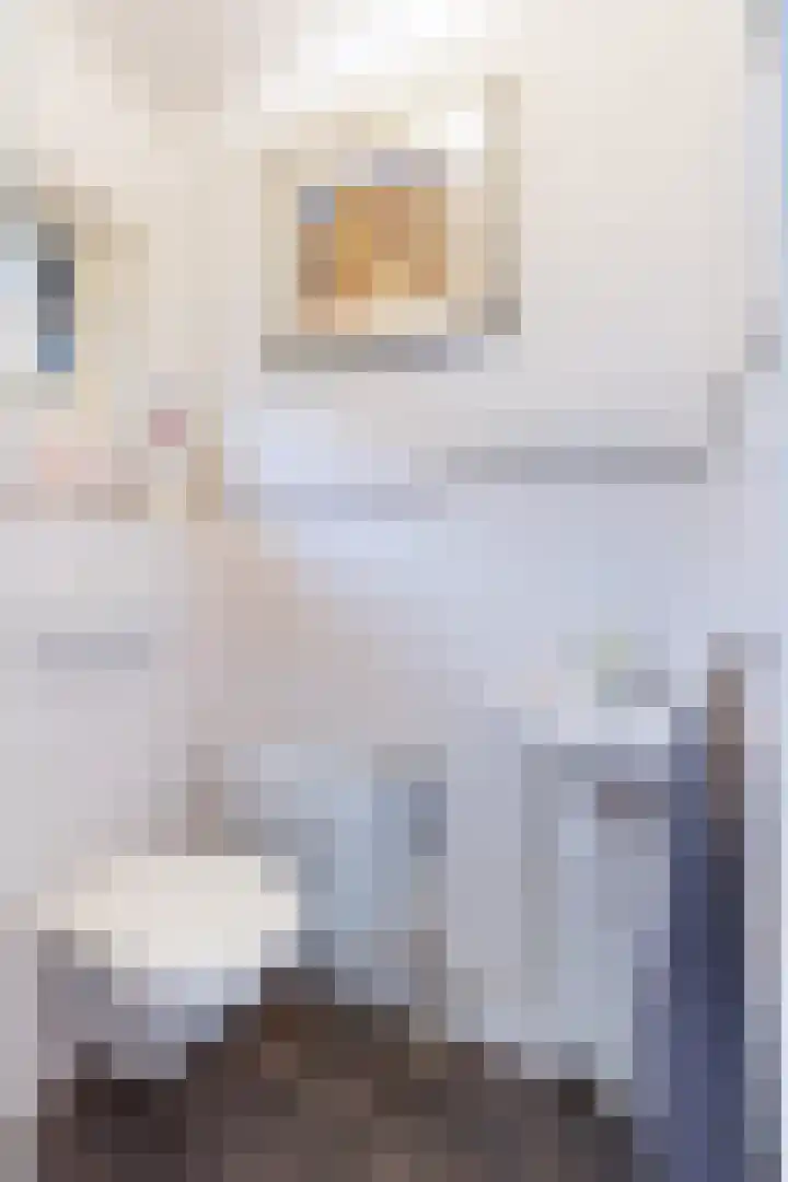 Dennenlaan 1 Apeldoorn thumbnail 44