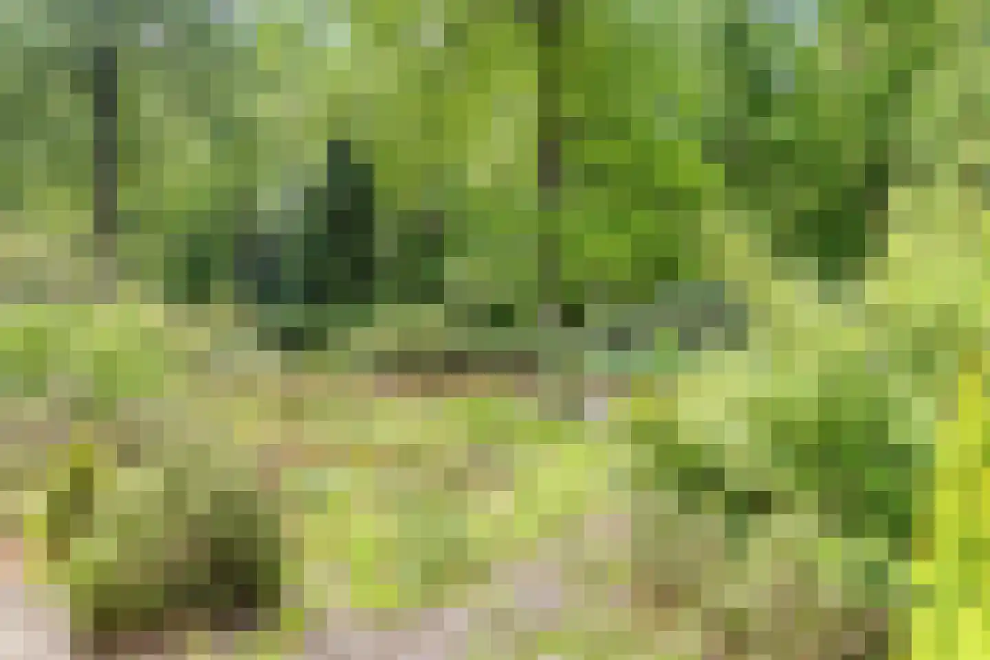 Dennenlaan 1 Barchem thumbnail 35