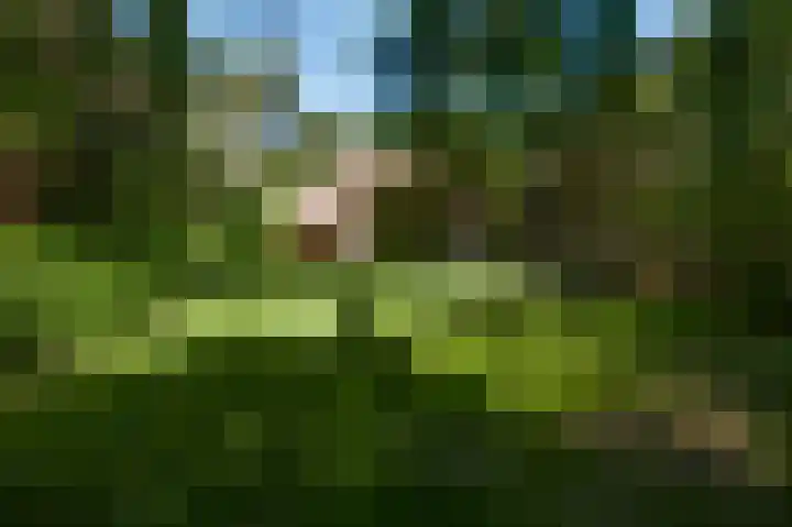 Dennenlaan 1 Maarheeze thumbnail 56